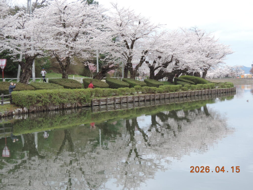 静かな湖面に映る桜並木を楽しむながらジョキングする人と高松の池