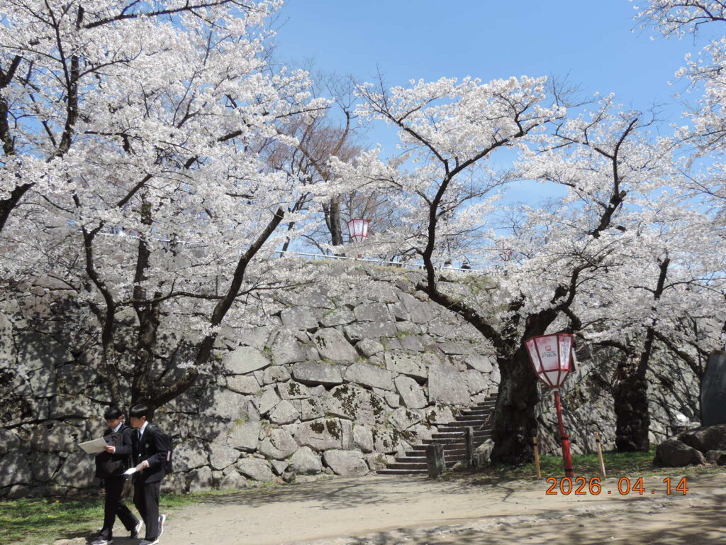 盛岡城跡公園の桜と石垣