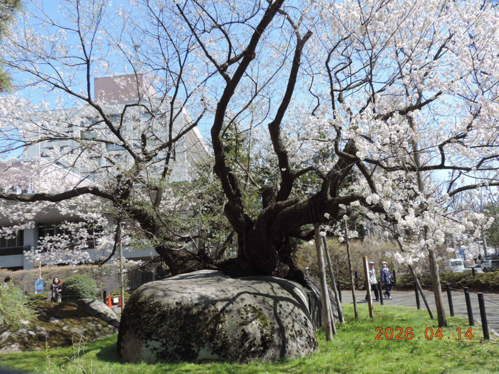 盛岡・石割桜の満開風景