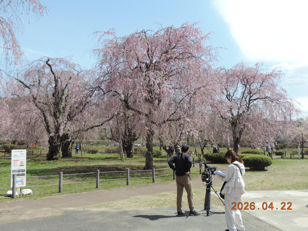 米内浄水場の枝垂れ桜と、取材する地元テレビ局のスタッフ