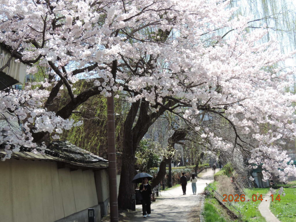私の好きな桜の小道。中津川沿いの散歩道。