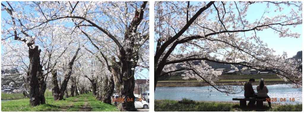 秋田県角館、桧木内川沿いの桜並木。満開の桜のトンネルと、川辺のベンチで花見をする人々